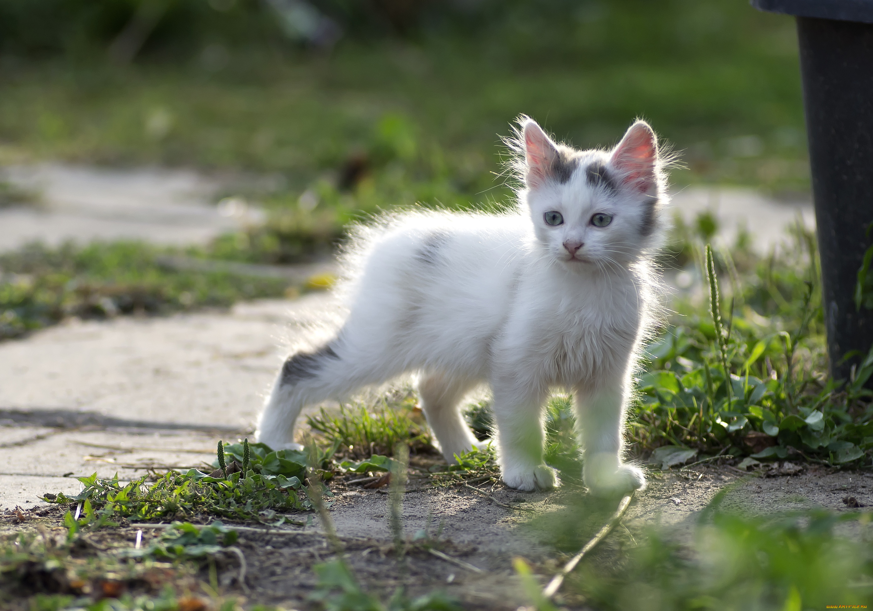 животные, коты, котенок