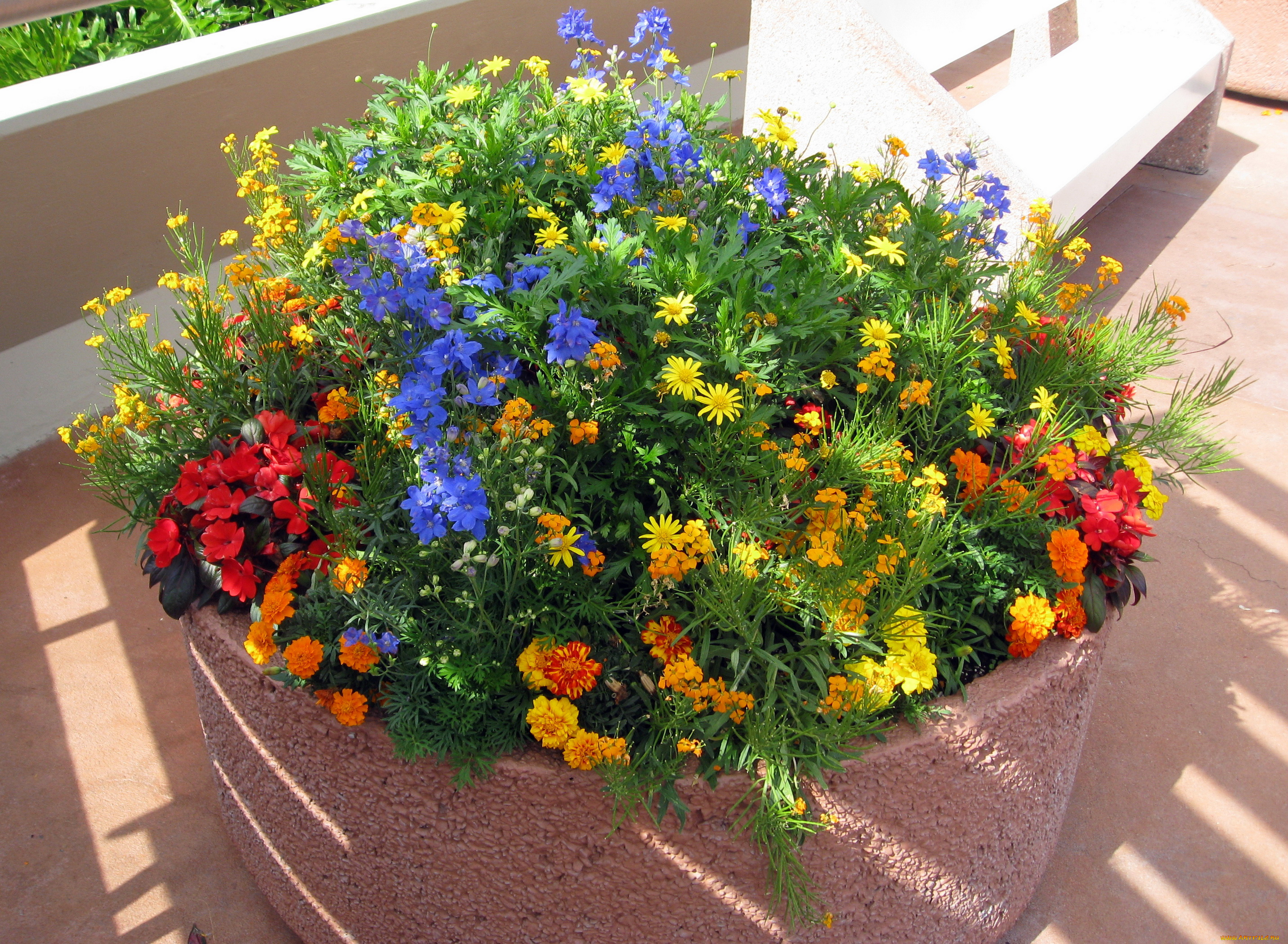 цветы, разные, вместе, сад, вербена, бархатцы