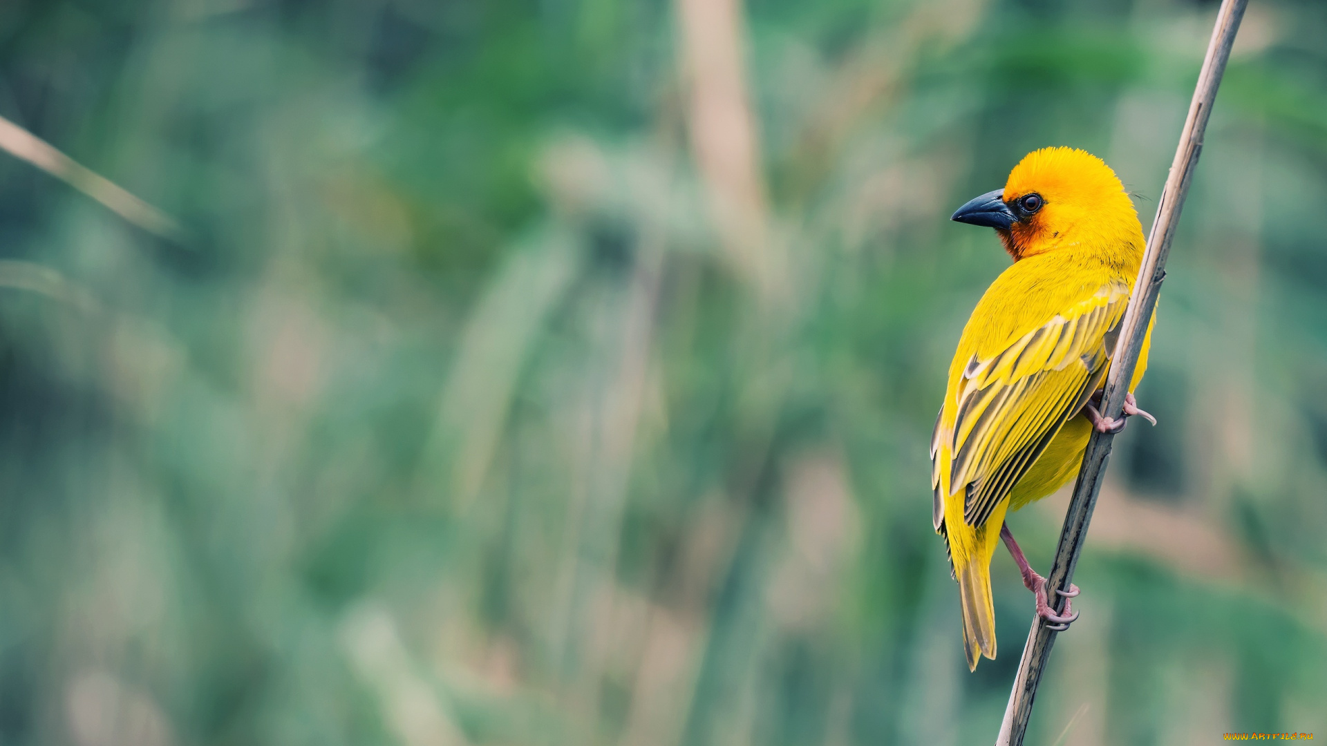 животные, птицы, птичка, стебель