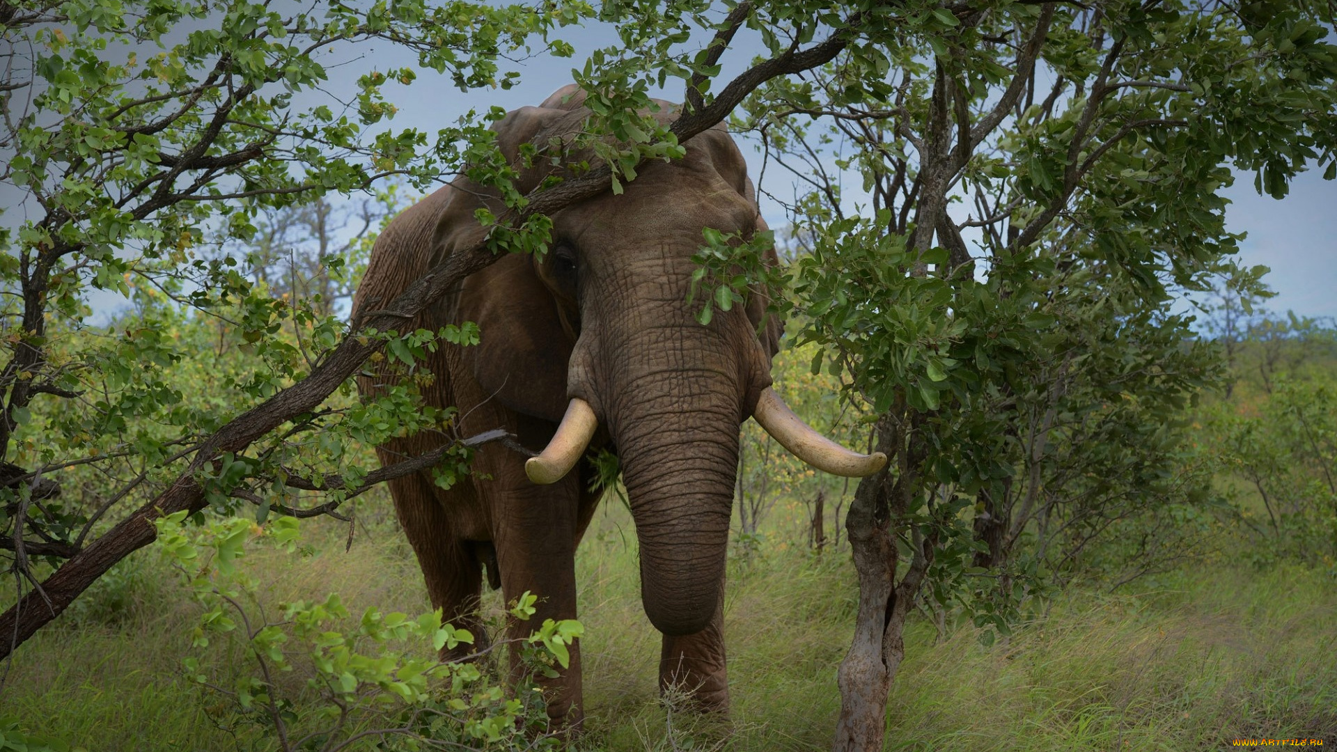животные, слоны, ветки, слон, хобот