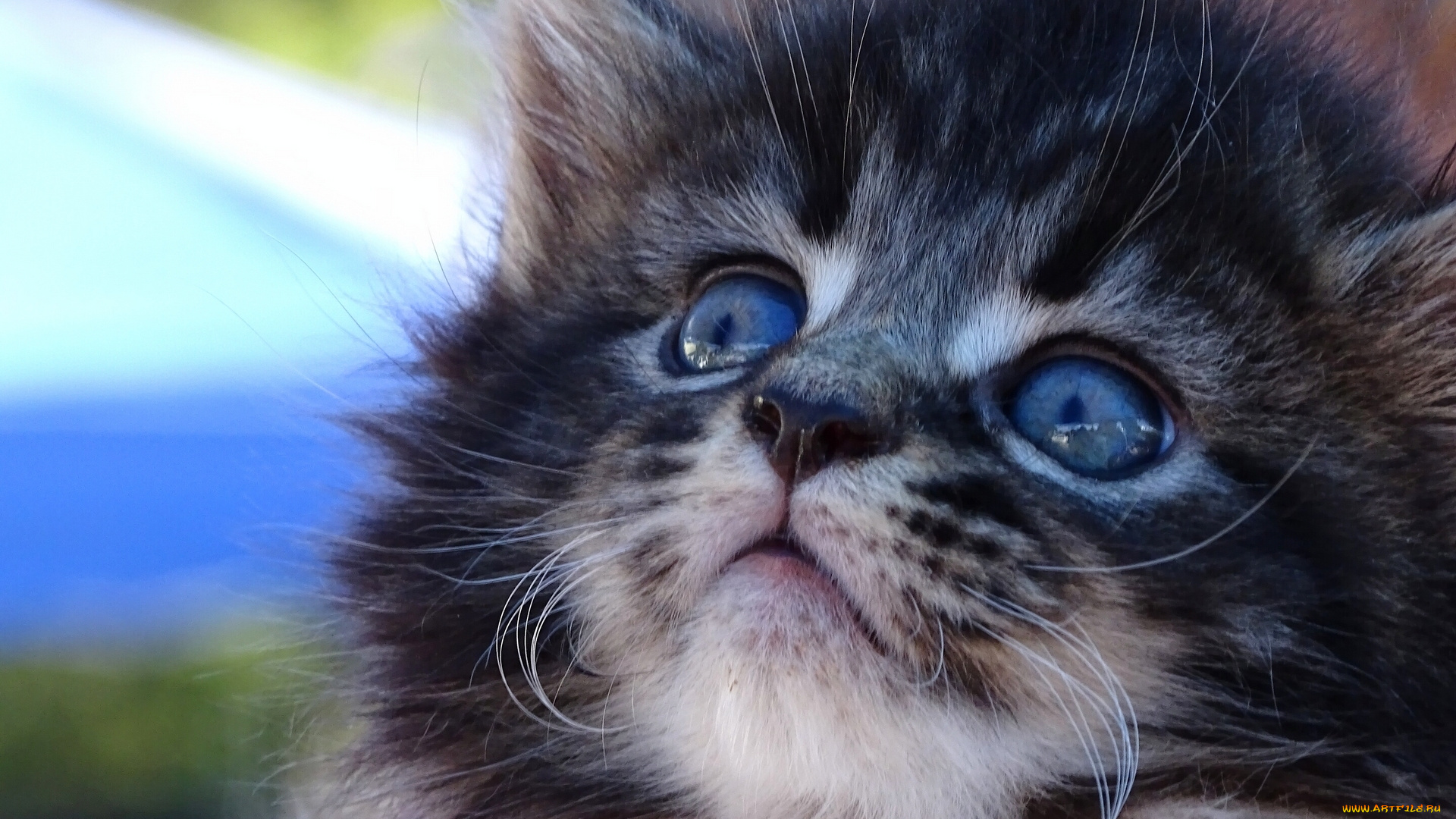 животные, коты, мордочка, котёнок, мейн-кун