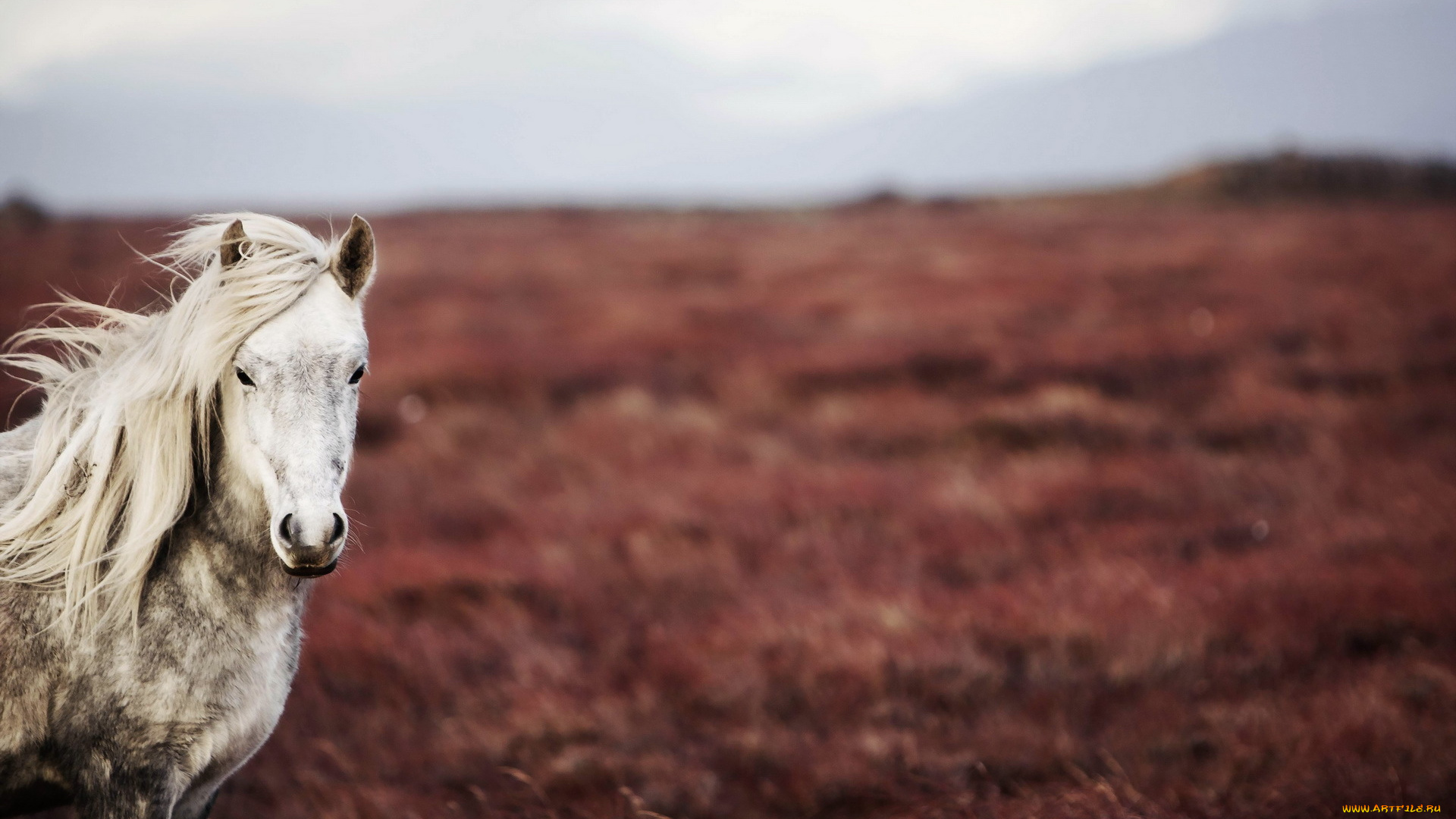 животные, лошади, серая, лошадь, конь, луга