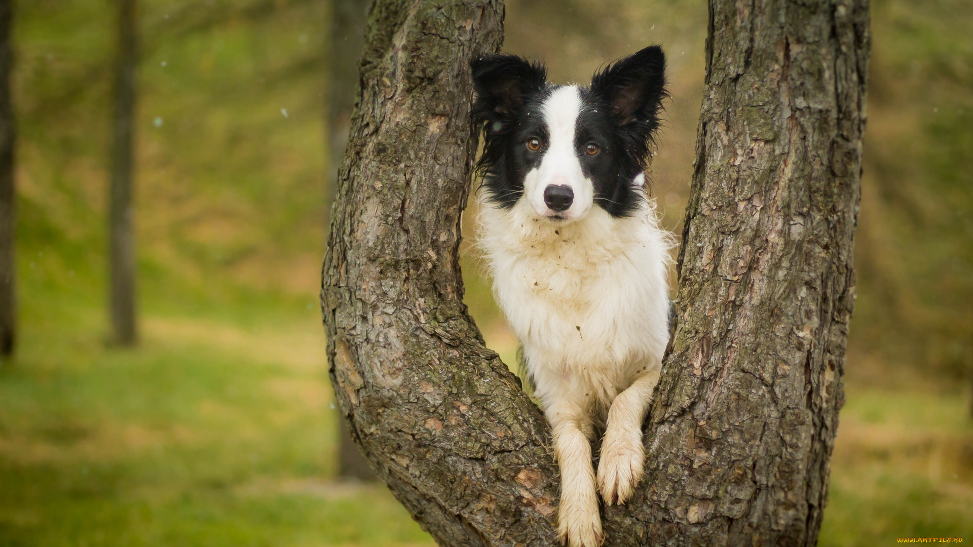 животные, собаки, дерево, взгляд, собака
