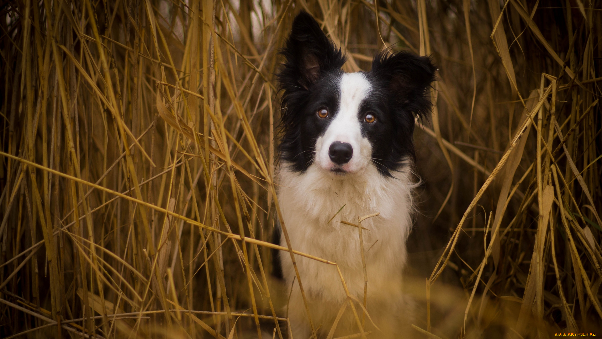 животные, собаки, камыш, собака, взгляд