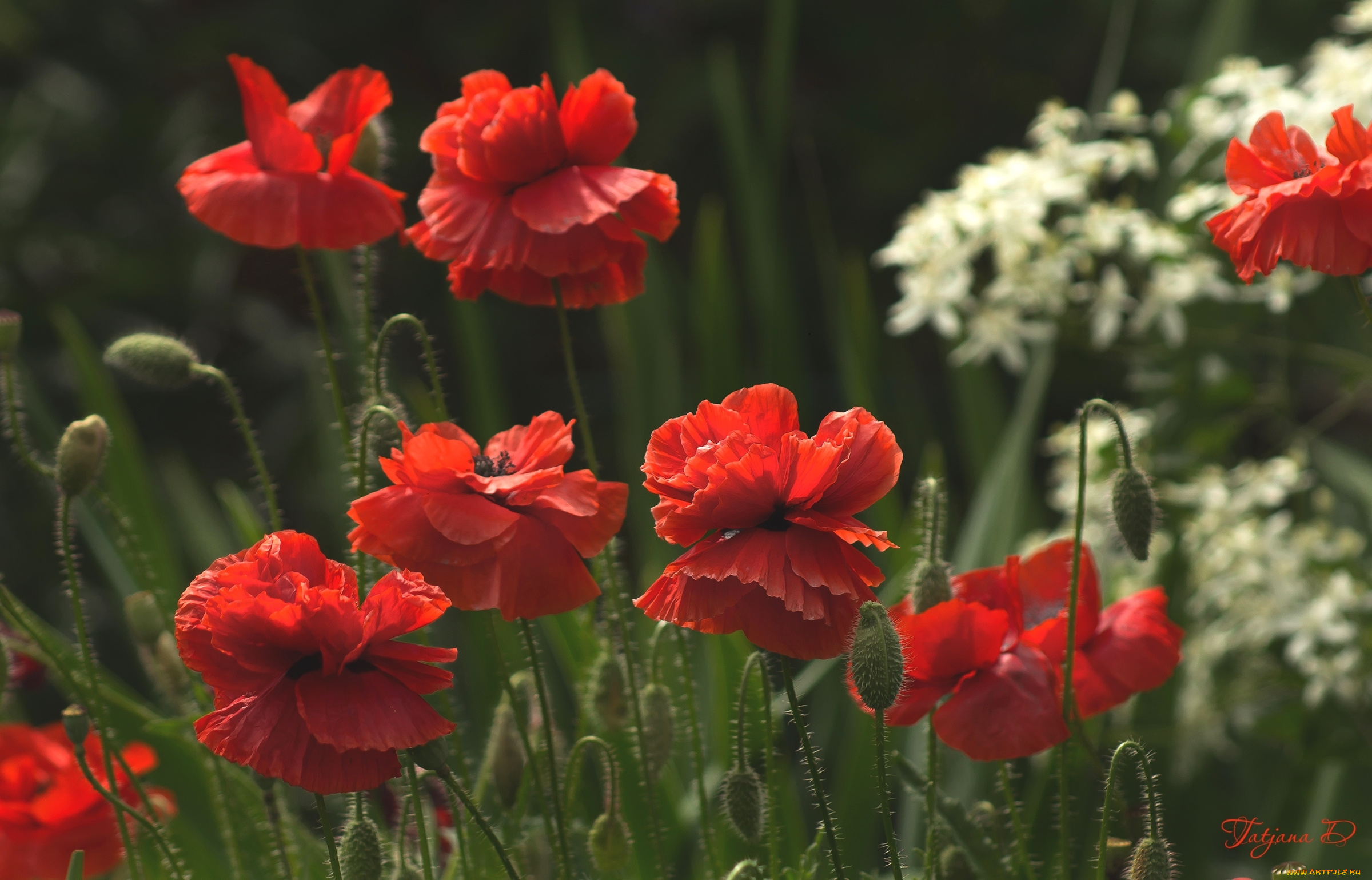 цветы, маки, красный, луг