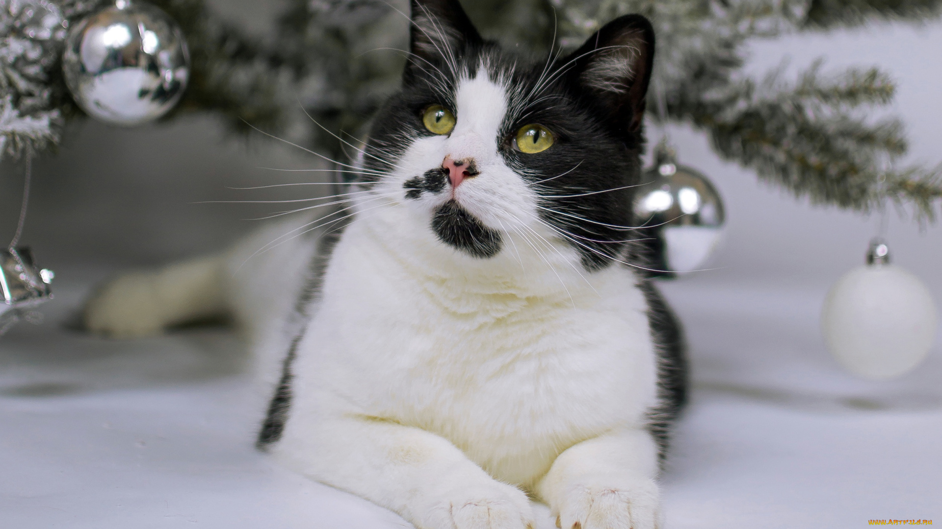 животные, коты, кот, ёлочные, зеленоглазый, новый, год, мордашка, хвоя