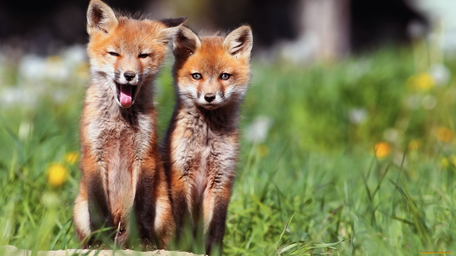 животные, лисы, двое, лисички, утро