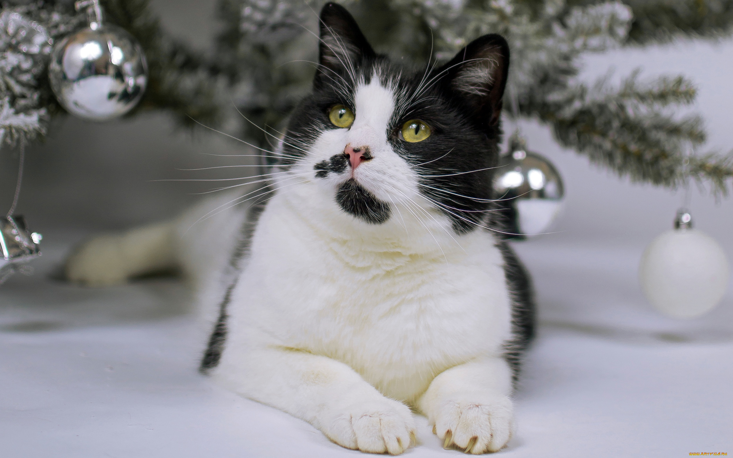 животные, коты, кот, ёлочные, зеленоглазый, новый, год, мордашка, хвоя