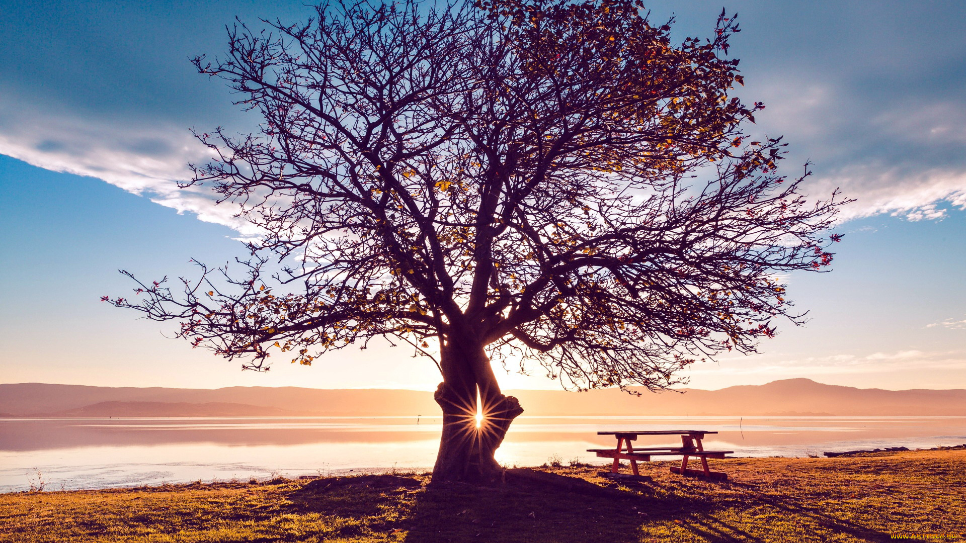 природа, деревья, тень, дерево