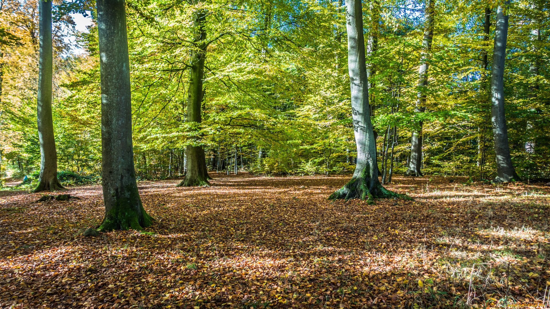 природа, лес, простор