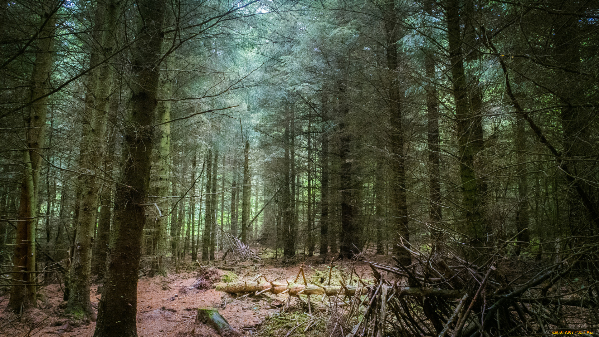 природа, лес, простор