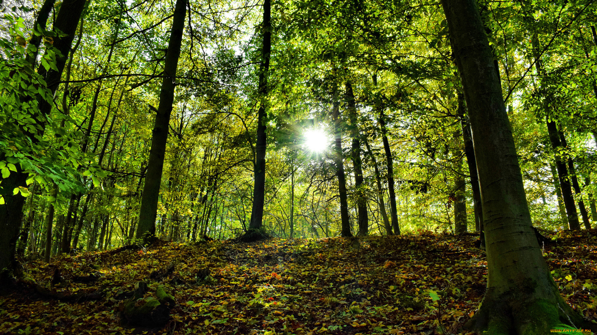 природа, лес, простор