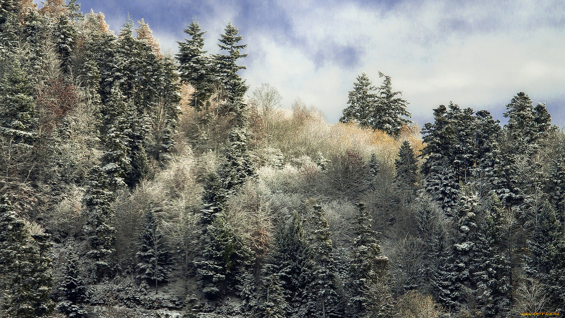 природа, лес, простор