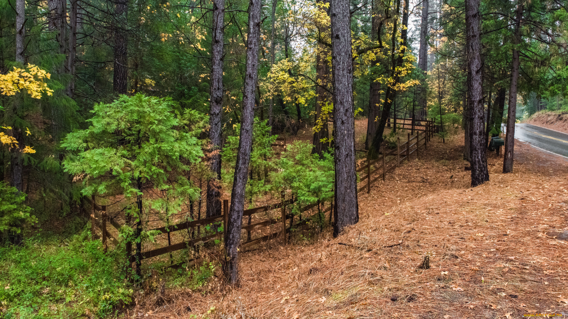 природа, лес, простор