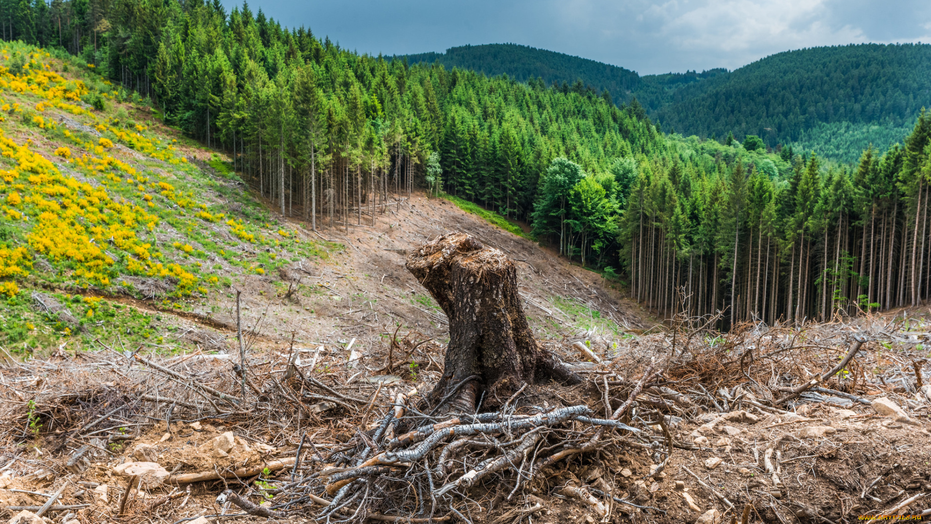 природа, пейзажи, простор