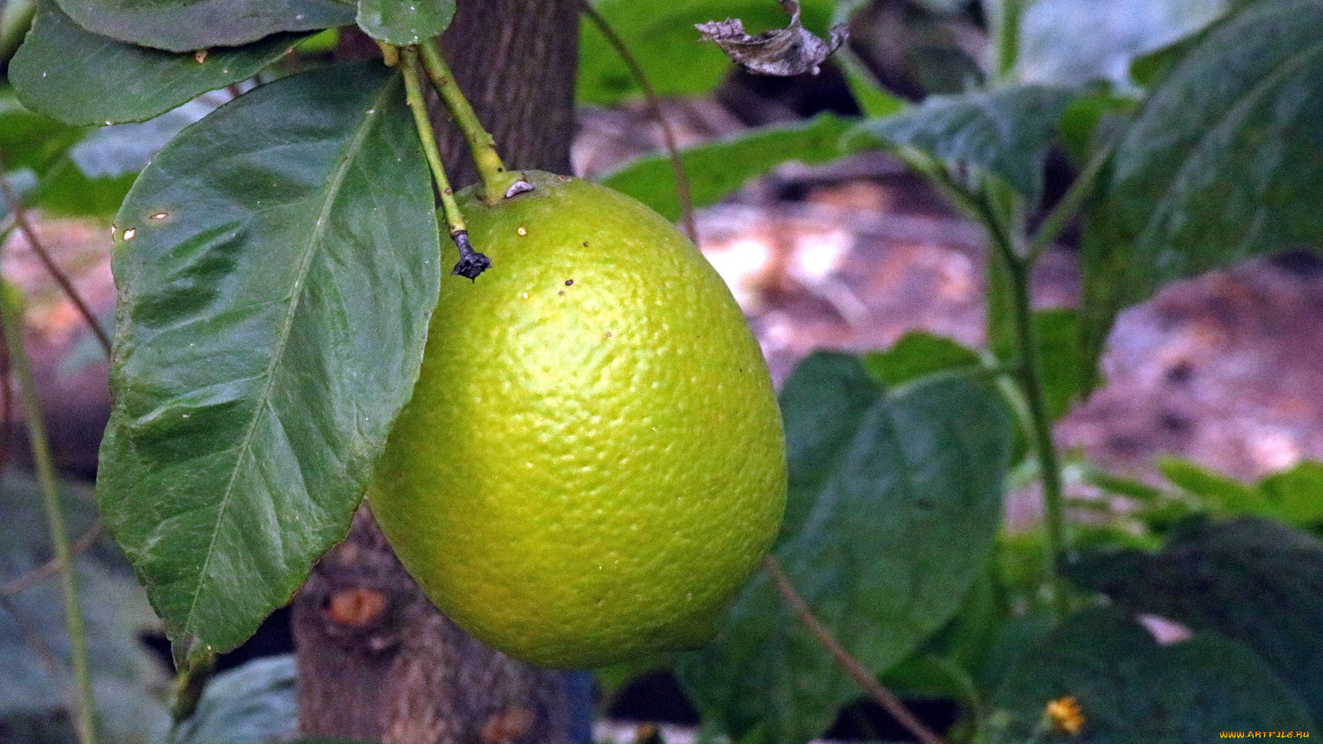 природа, плоды, цитрус, лимон