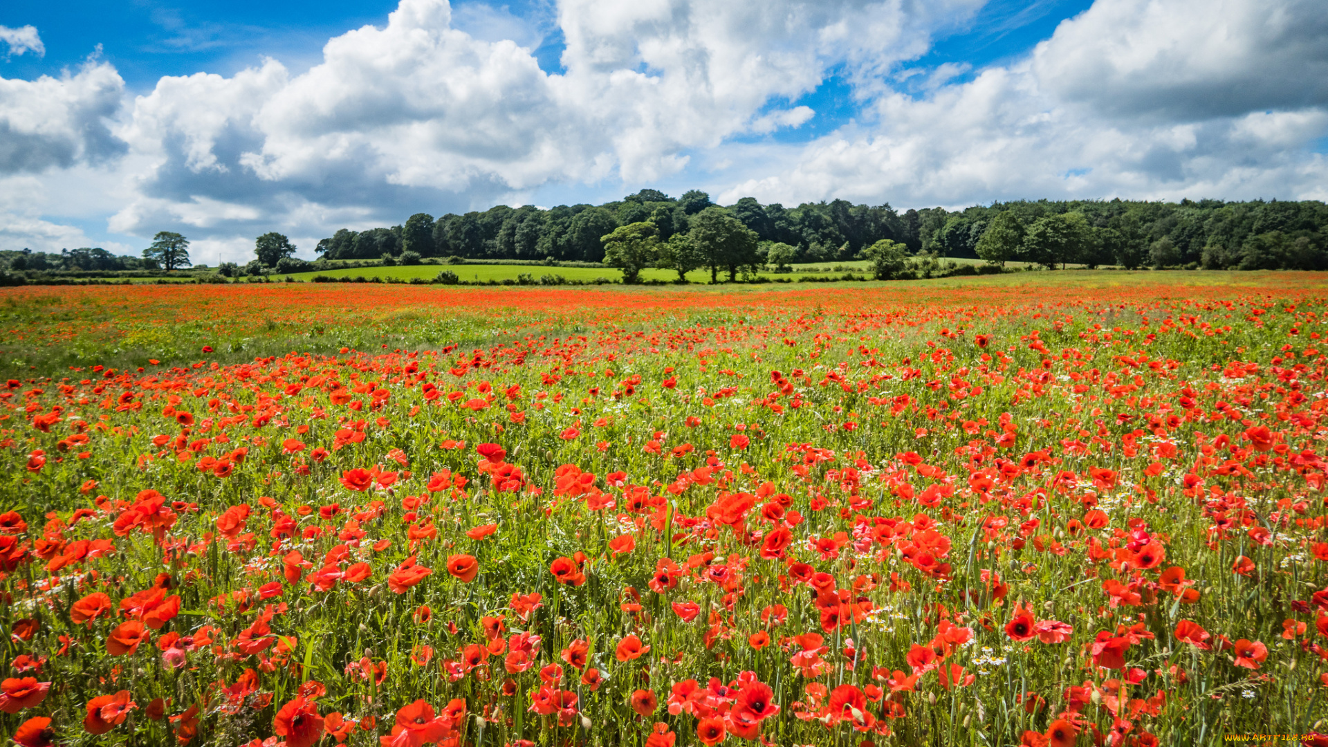 природа, поля, простор