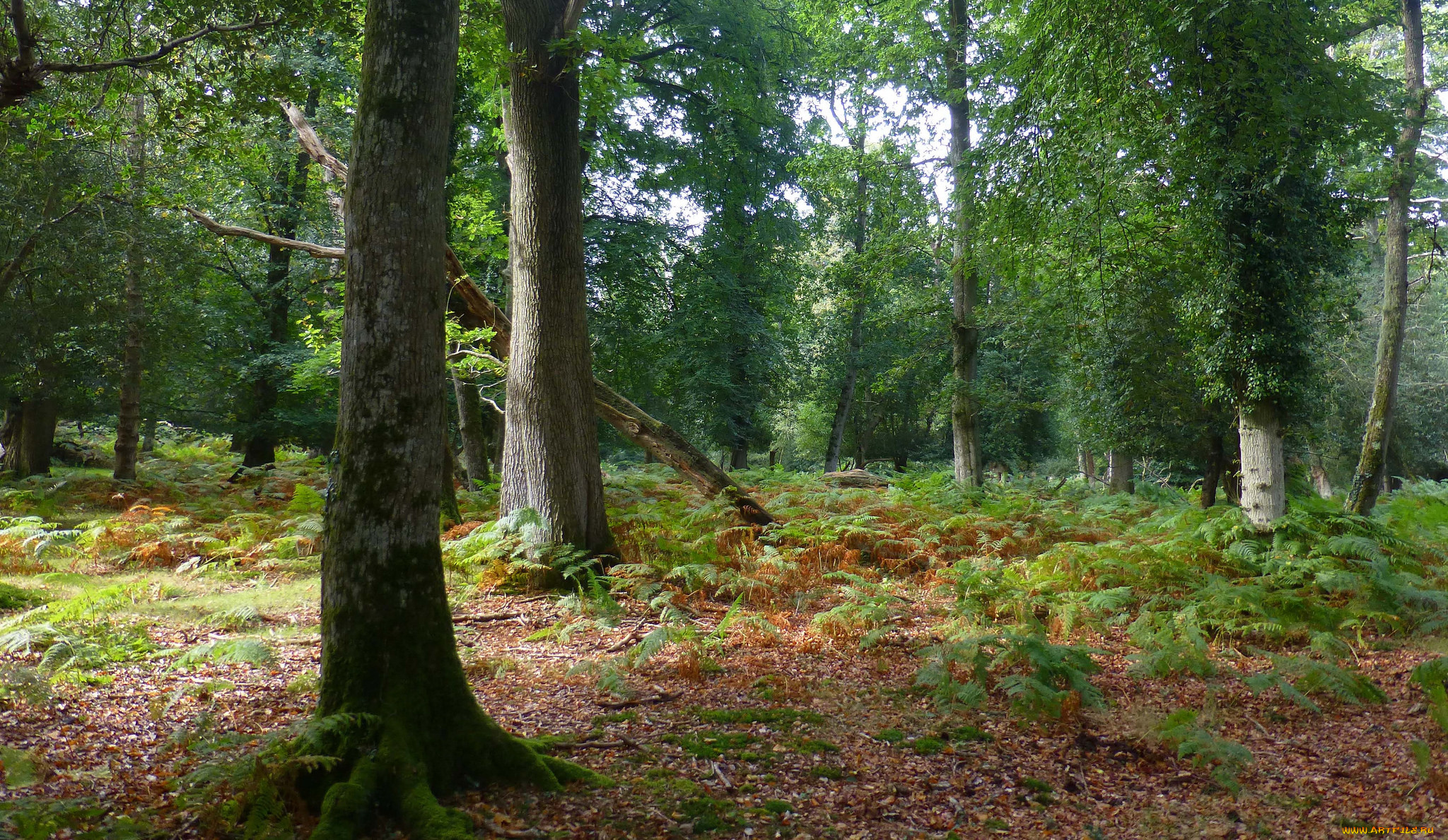 природа, лес, простор