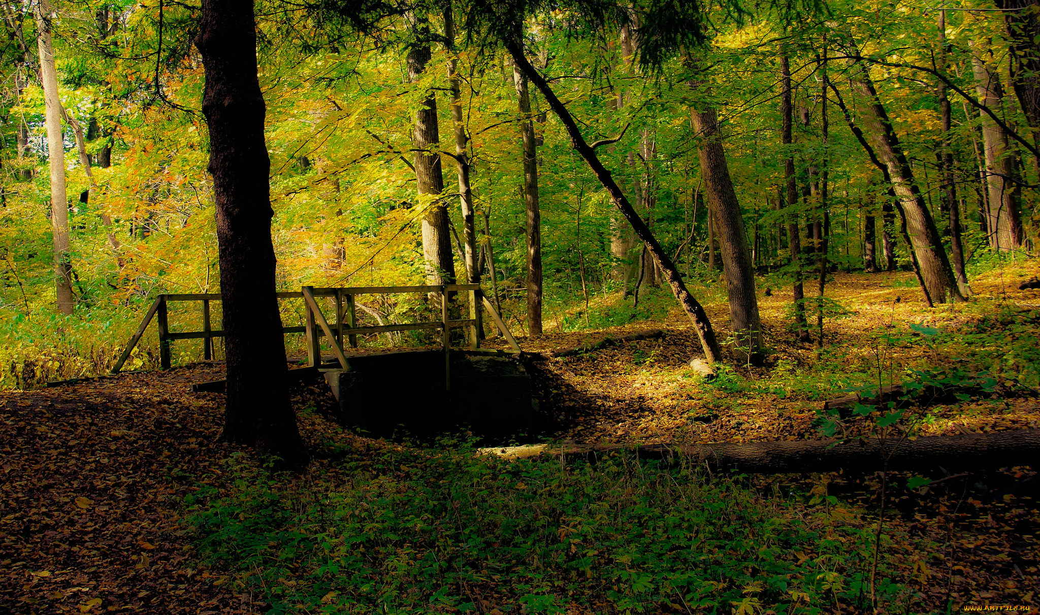 природа, лес, простор