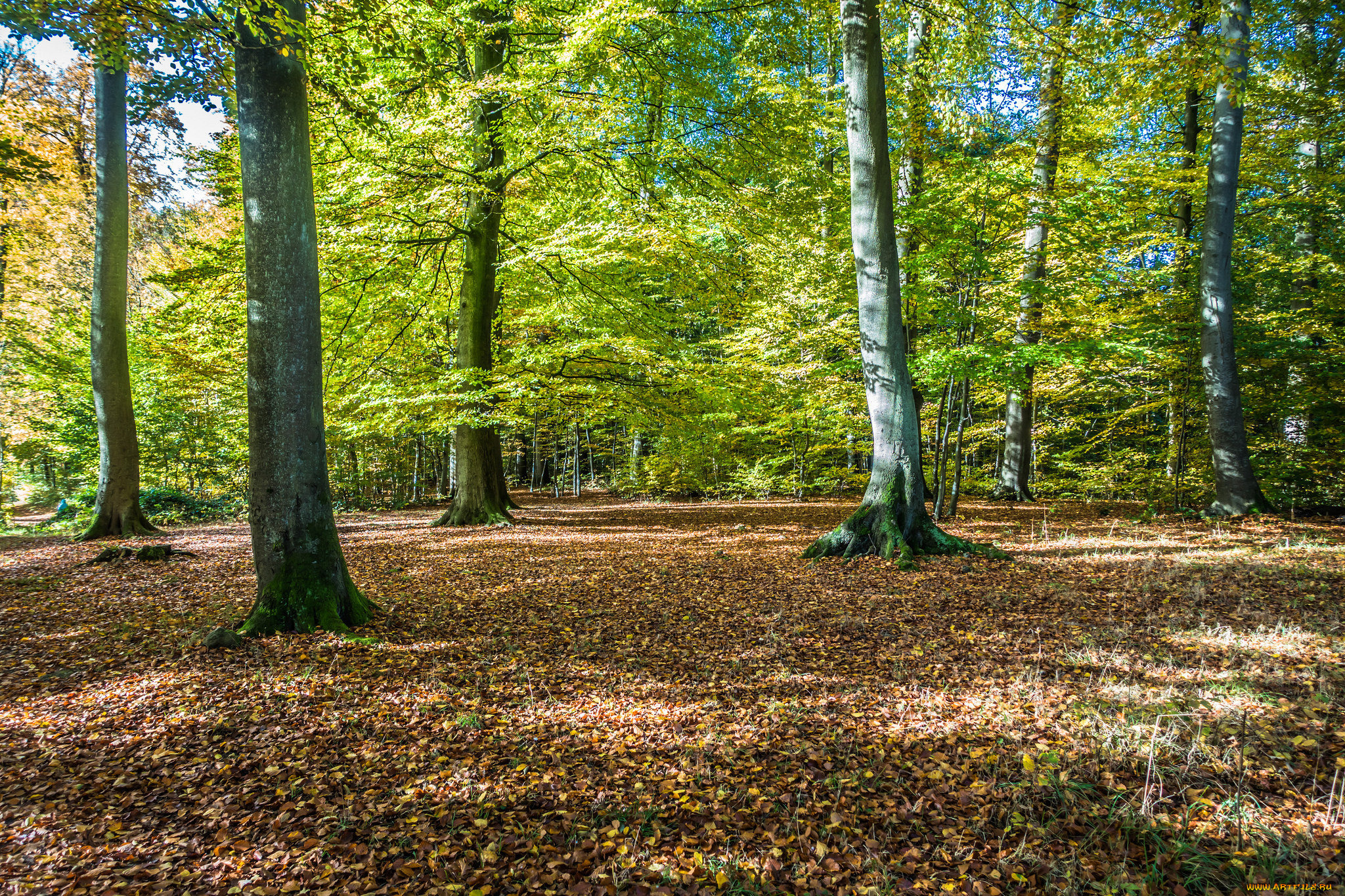 природа, лес, простор