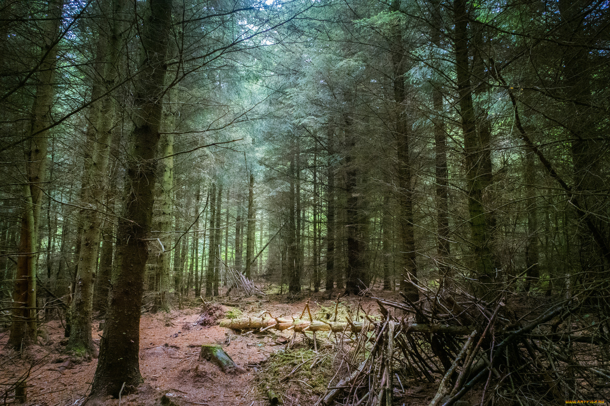 природа, лес, простор