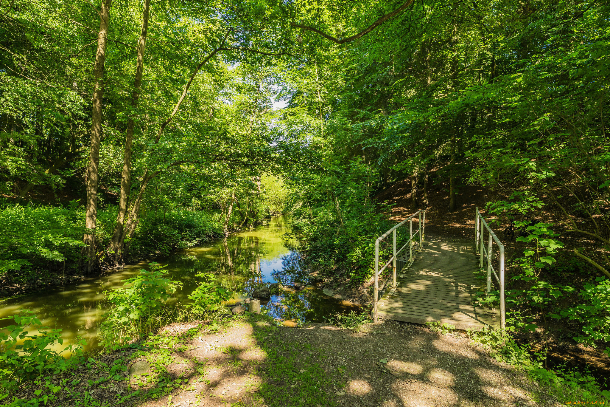 природа, лес, простор