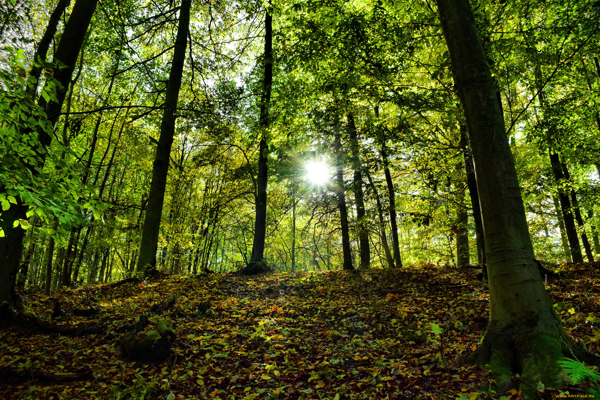 природа, лес, простор