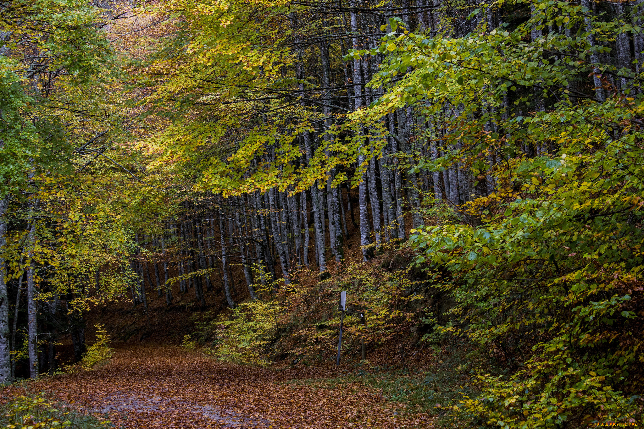 природа, лес, простор