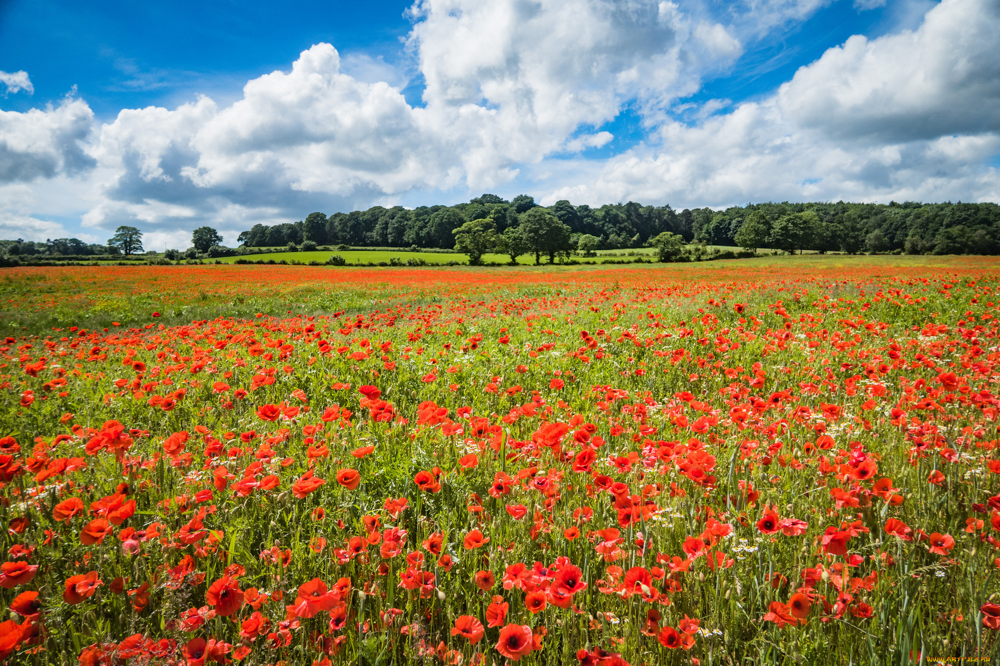природа, поля, простор