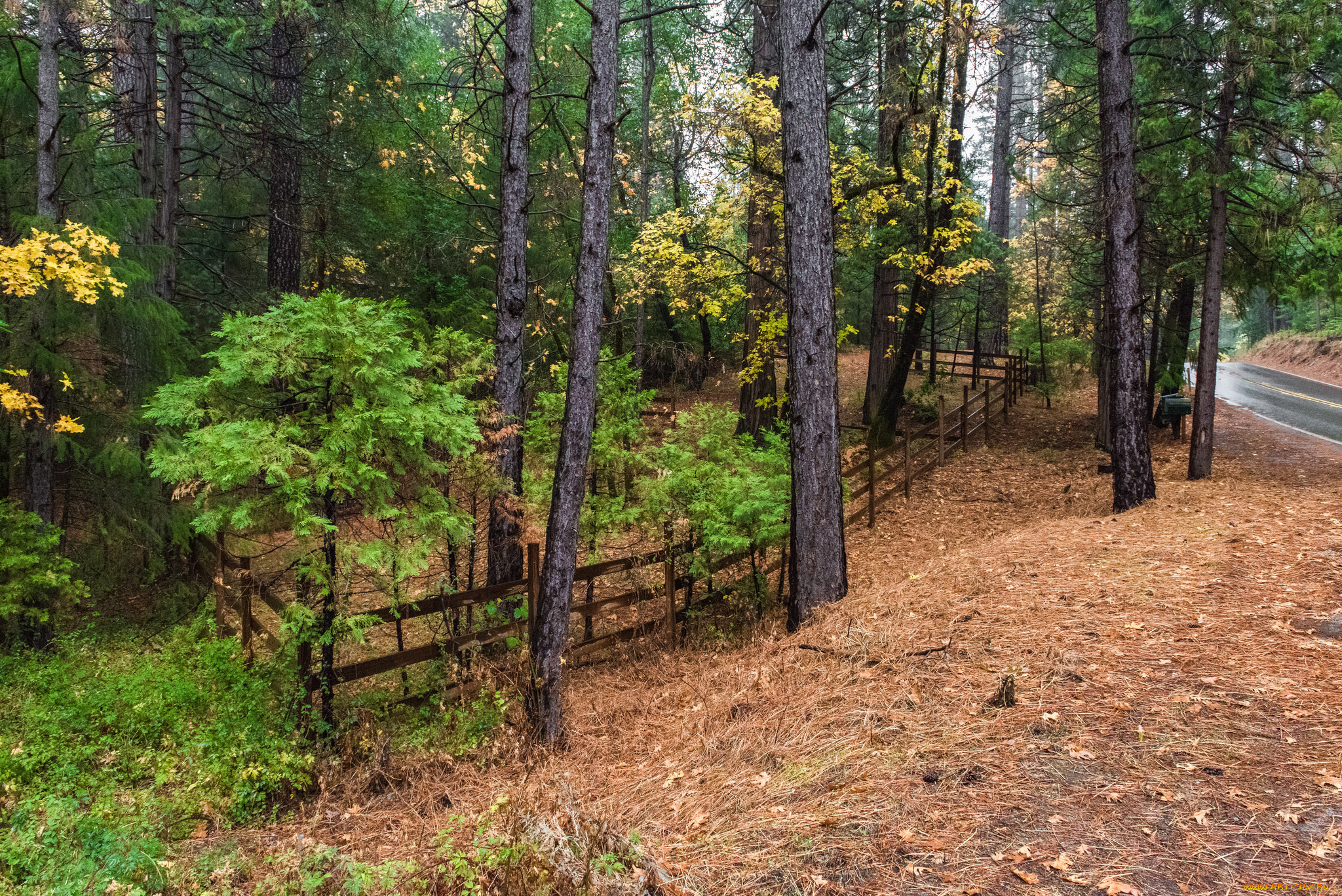 природа, лес, простор