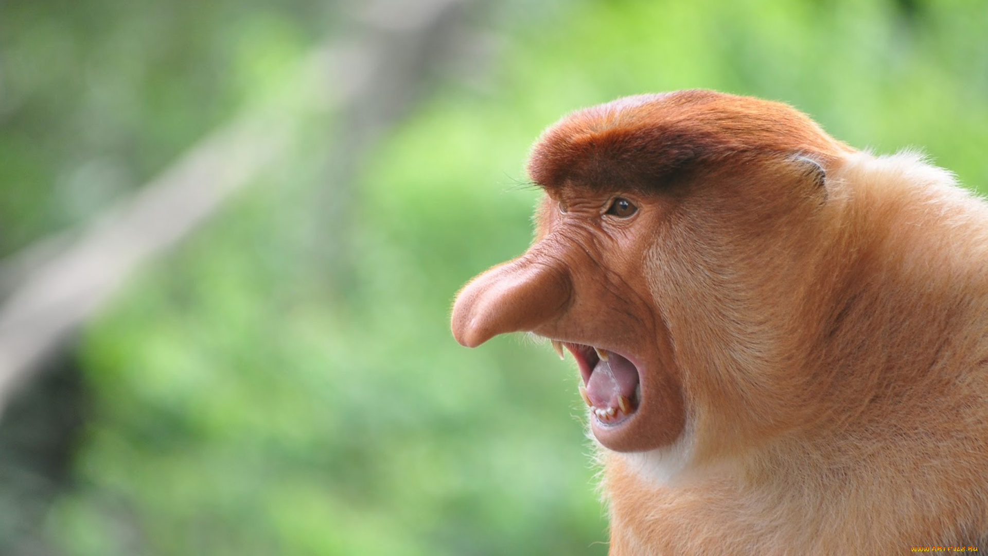 носач, животные, обезьяны, обезьяна, приматы, мартышковые, млекопитающие