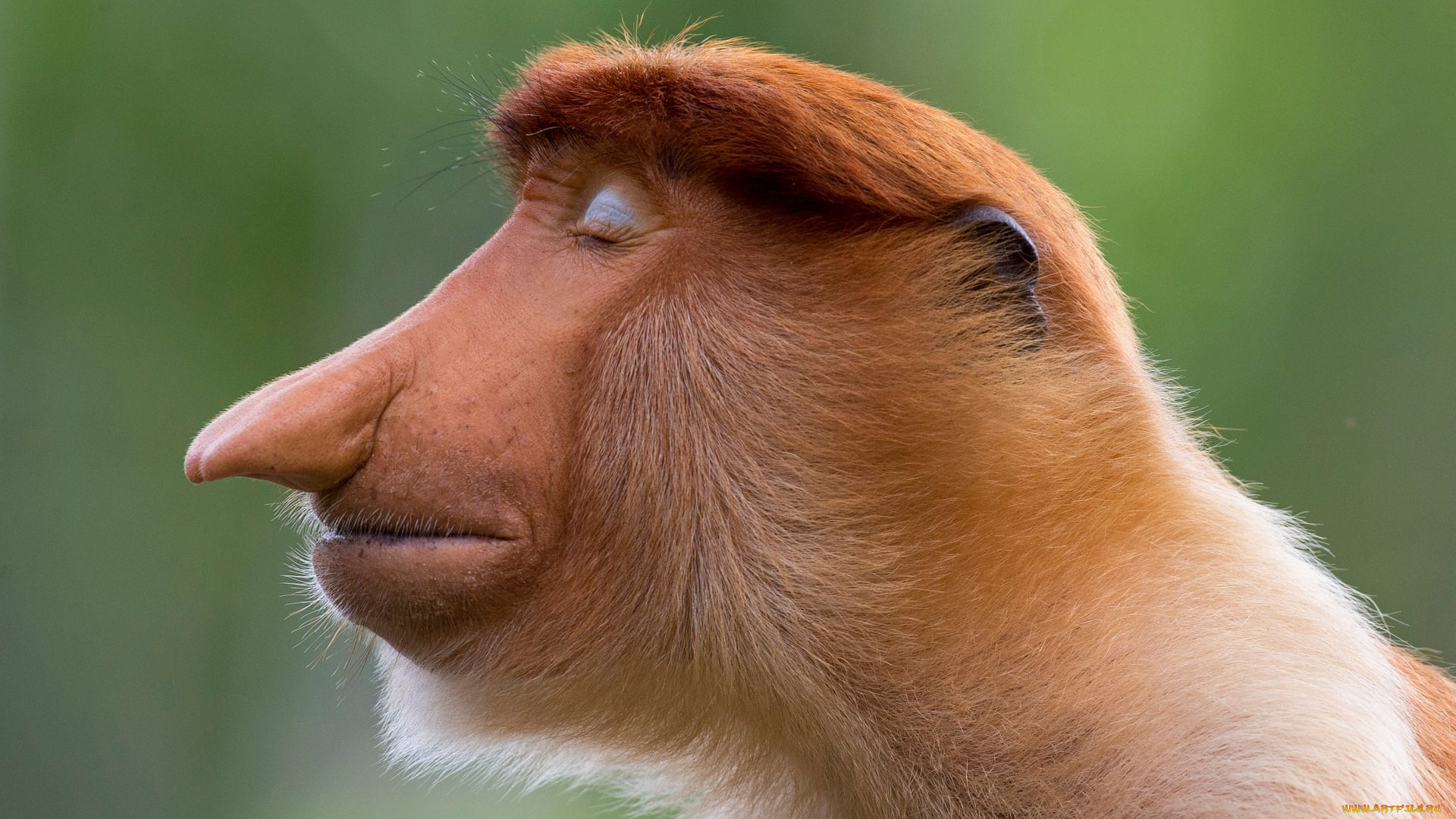 носач, животные, обезьяны, обезьяна, приматы, мартышковые, млекопитающие