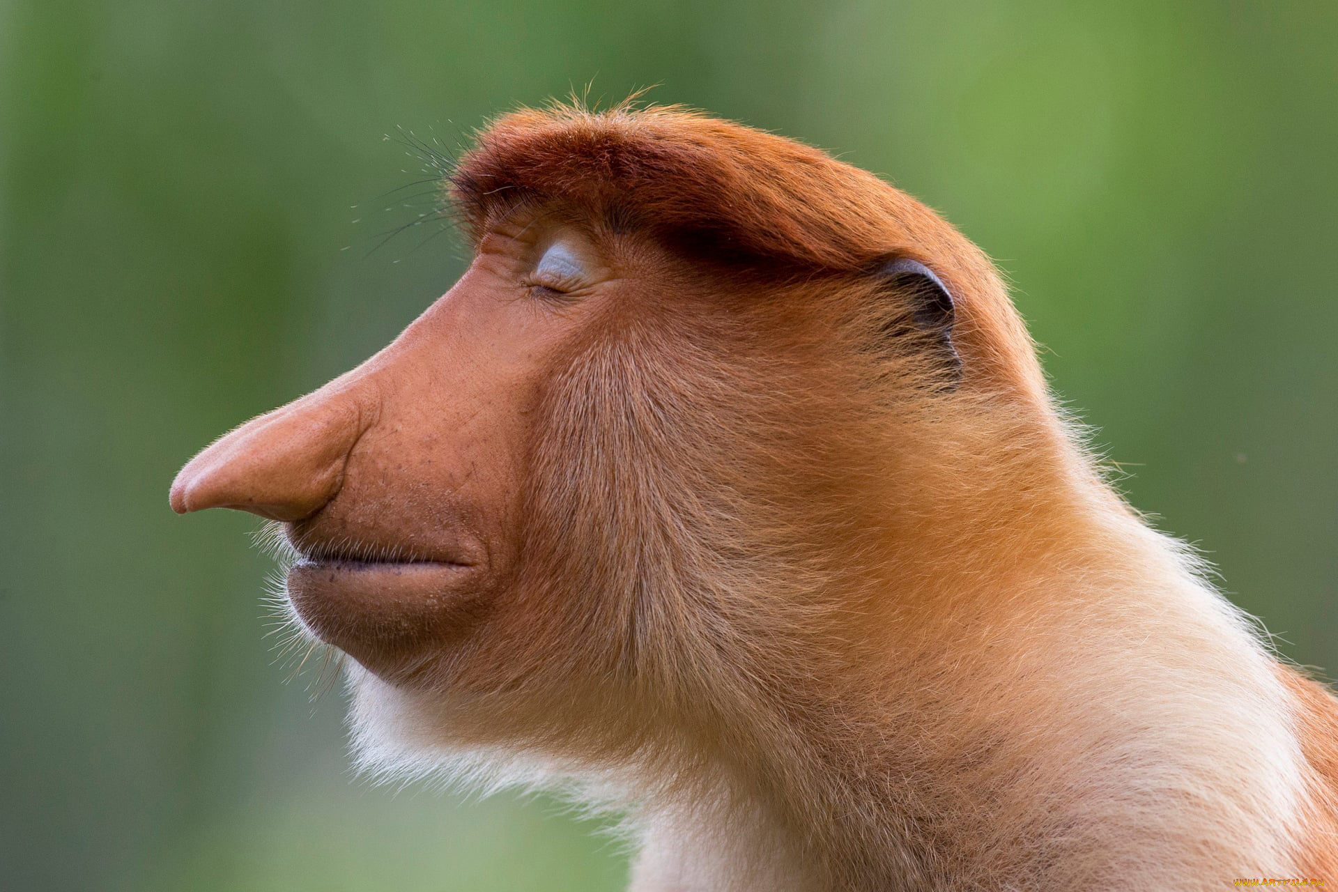 носач, животные, обезьяны, обезьяна, приматы, мартышковые, млекопитающие