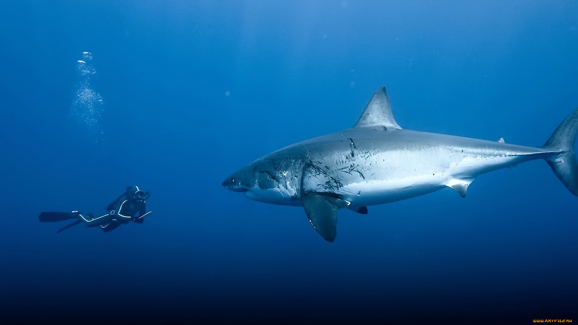 кино, фильмы, oc&, 233, ans, акула, море, дайвер