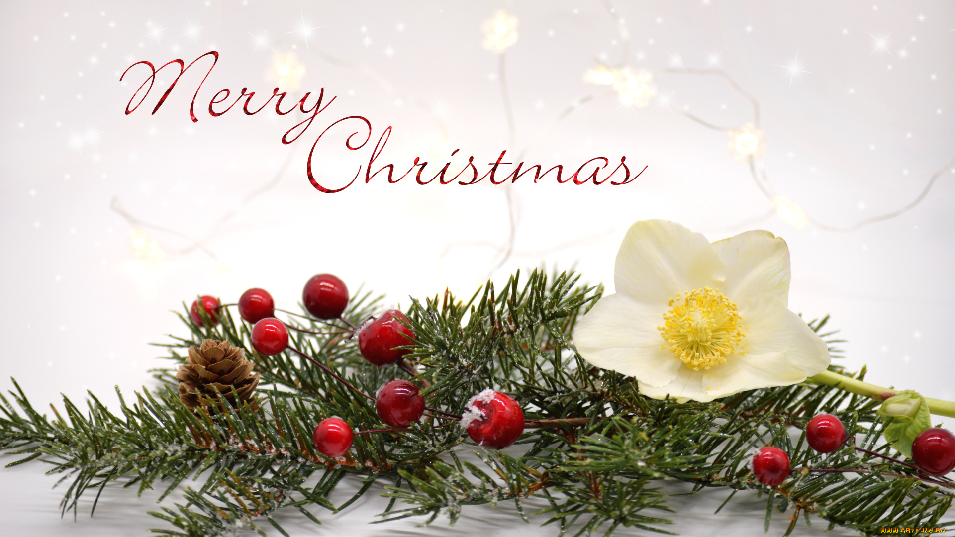 праздничные, ёлки, ветка, ёлка, шишка, ягоды, цветок