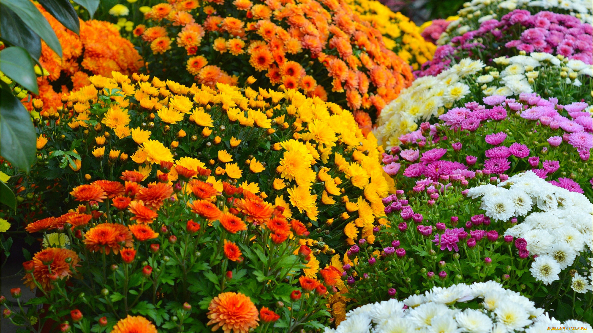 цветы, хризантемы