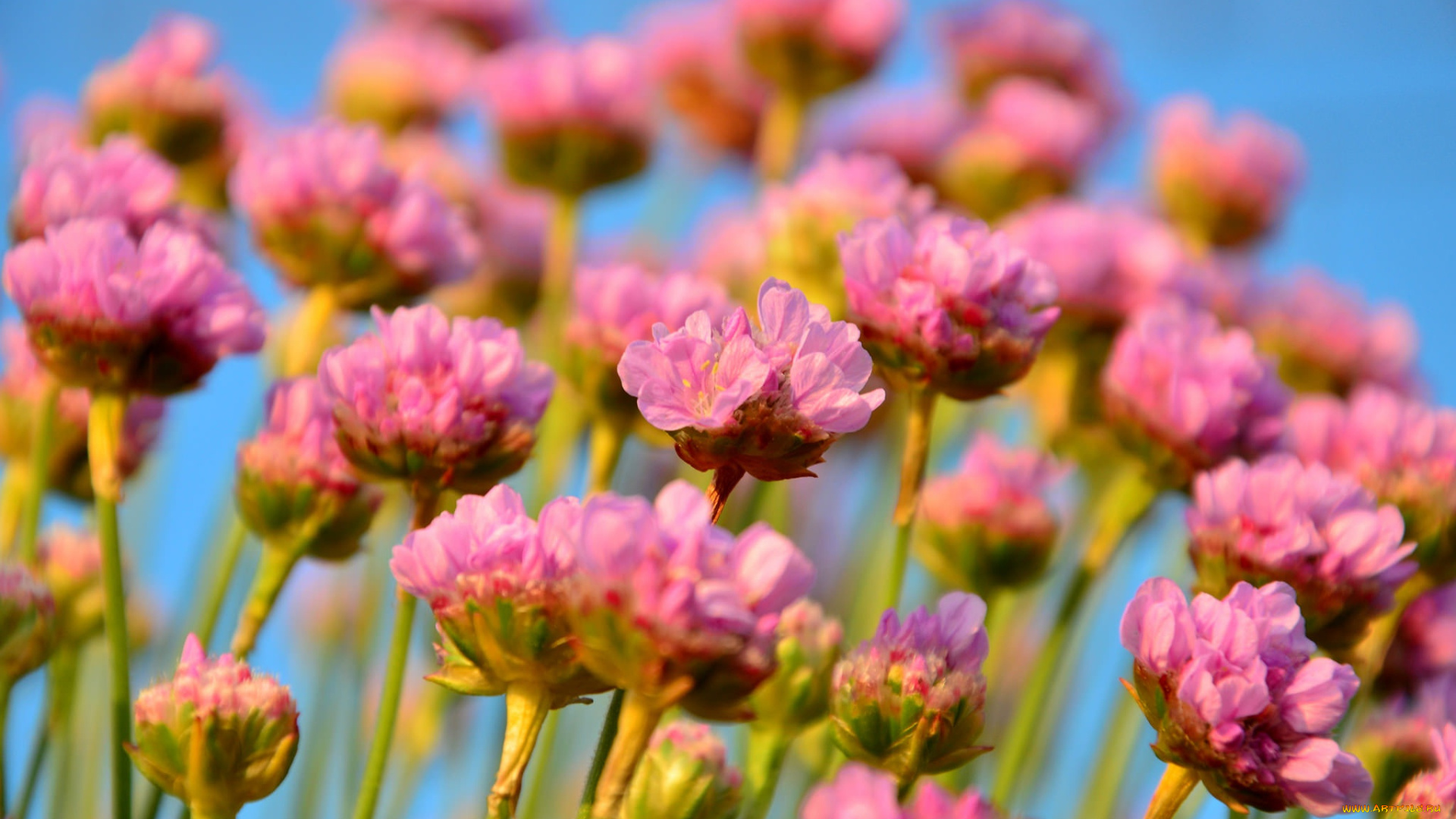 цветы, луговые, , полевые, , цветы