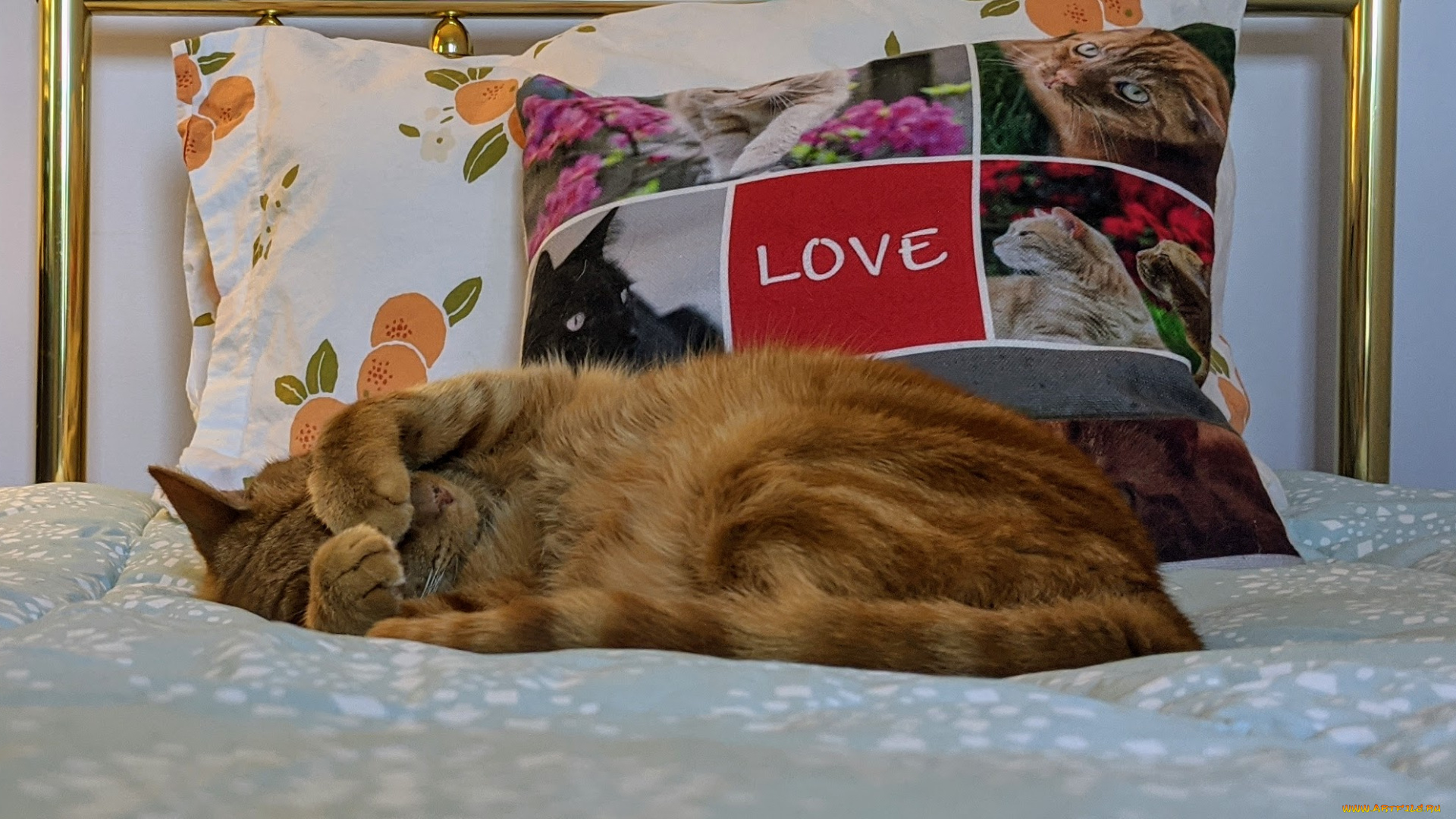 животные, коты, кот, кошка