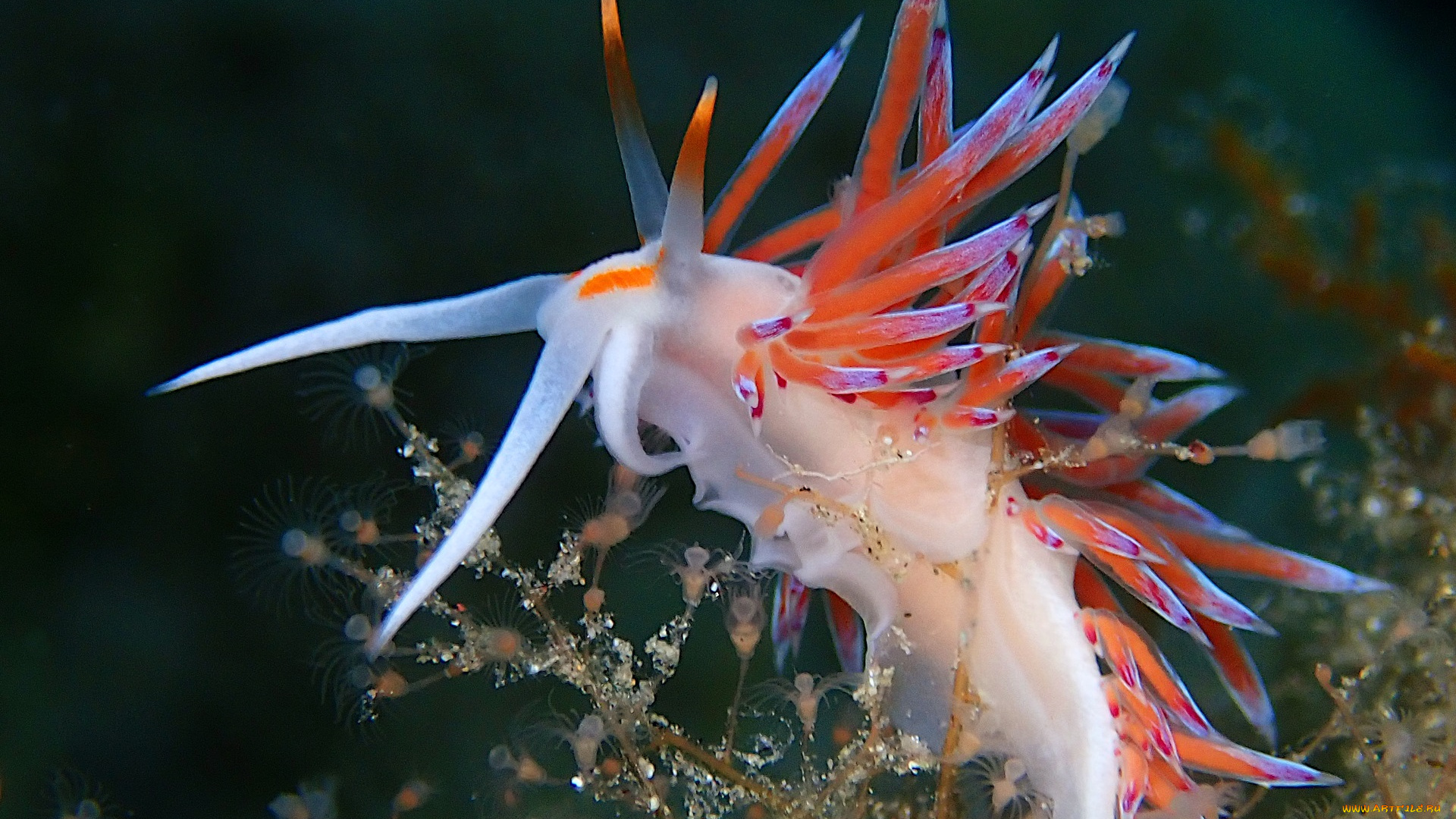 животные, морская, фауна, слизень