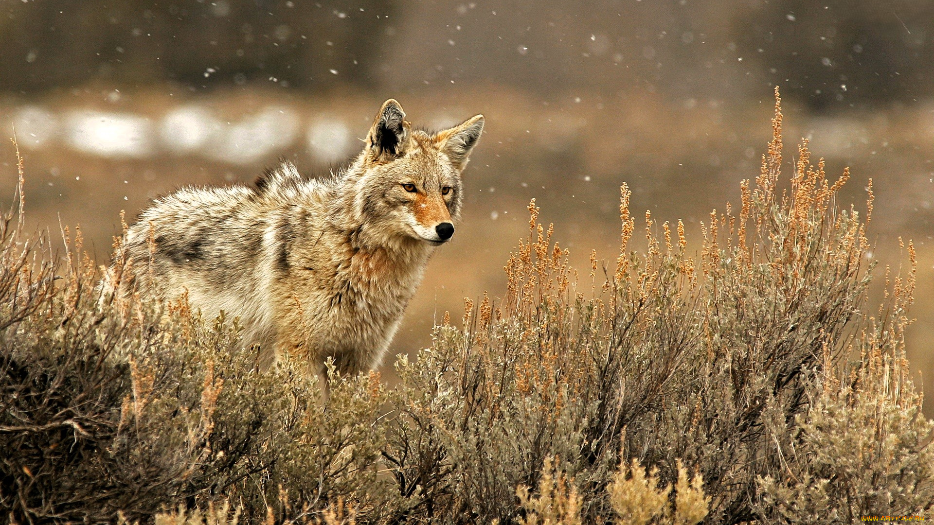 животные, волки, , койоты, , шакалы, волк, трава, луг, снежинки