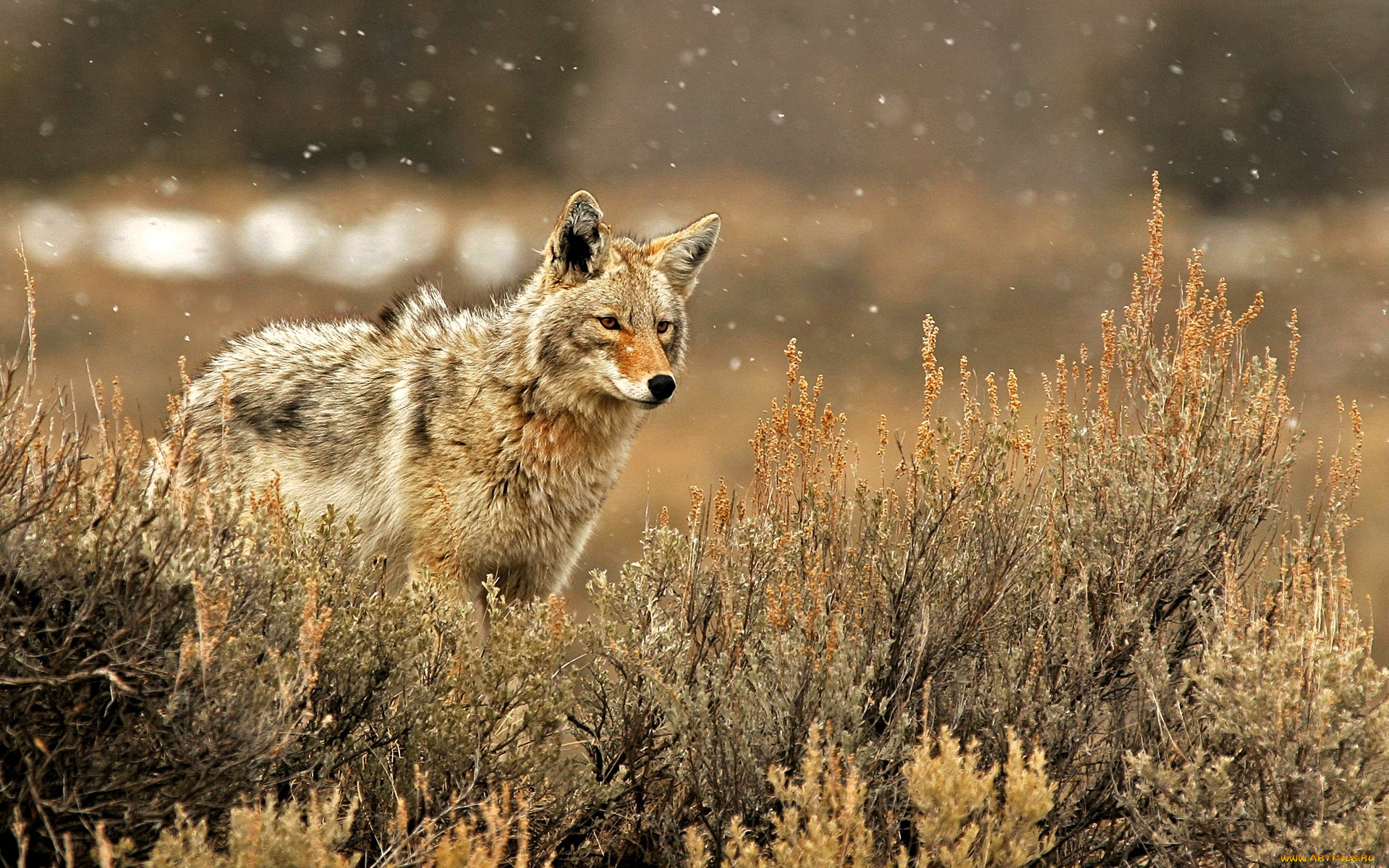 животные, волки, , койоты, , шакалы, волк, трава, луг, снежинки