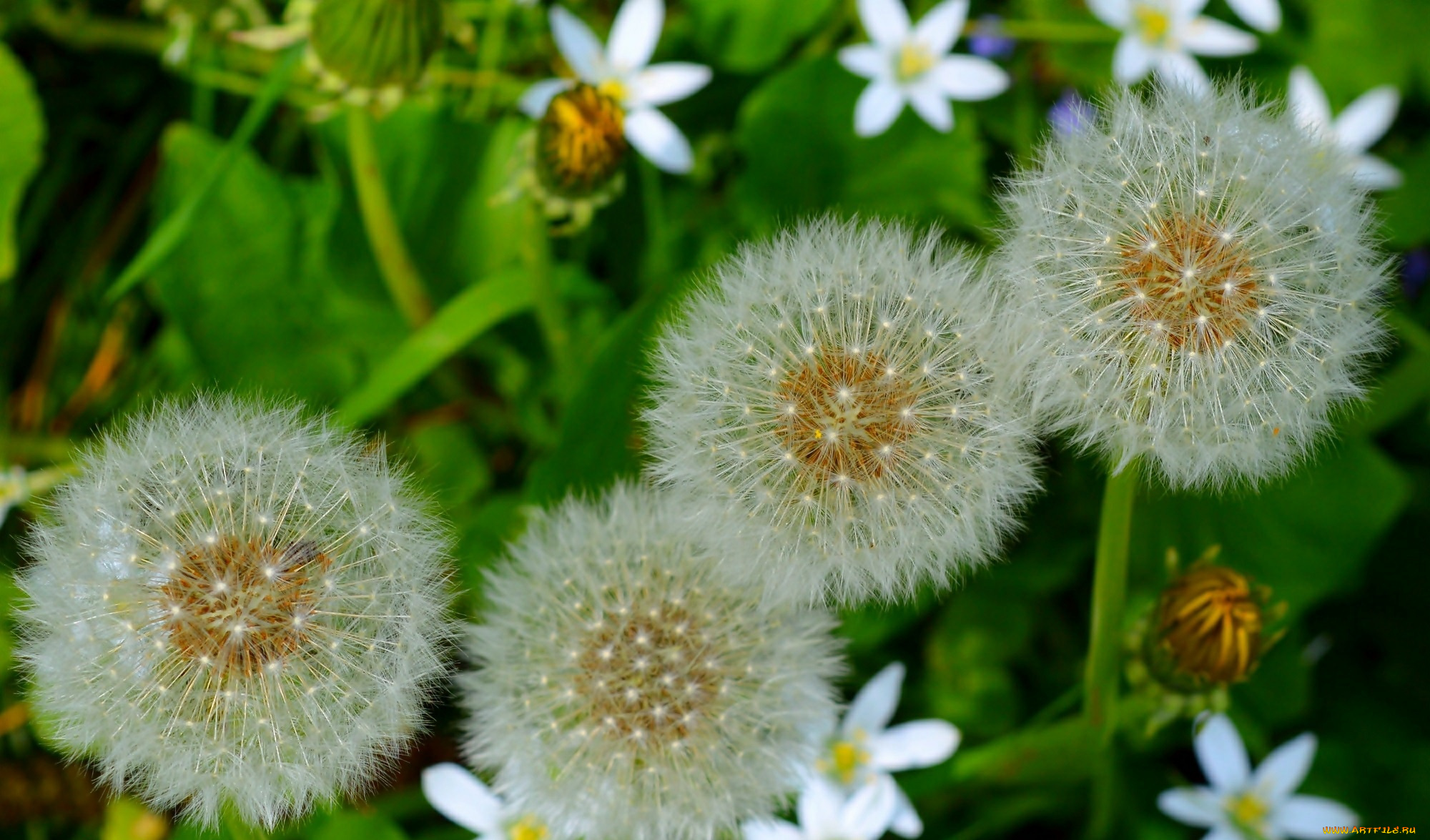 цветы, одуванчики