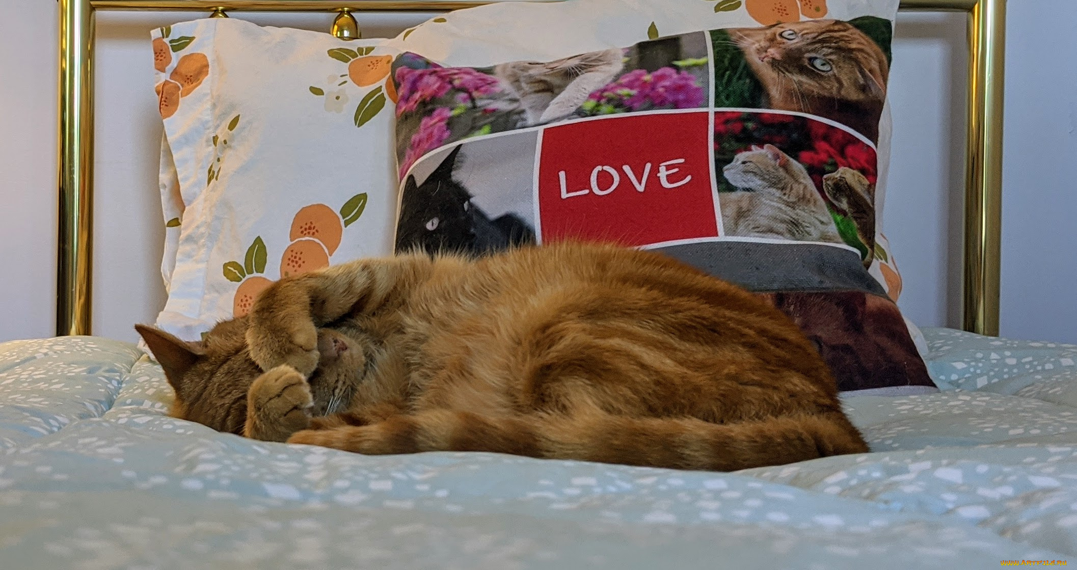 животные, коты, кот, кошка