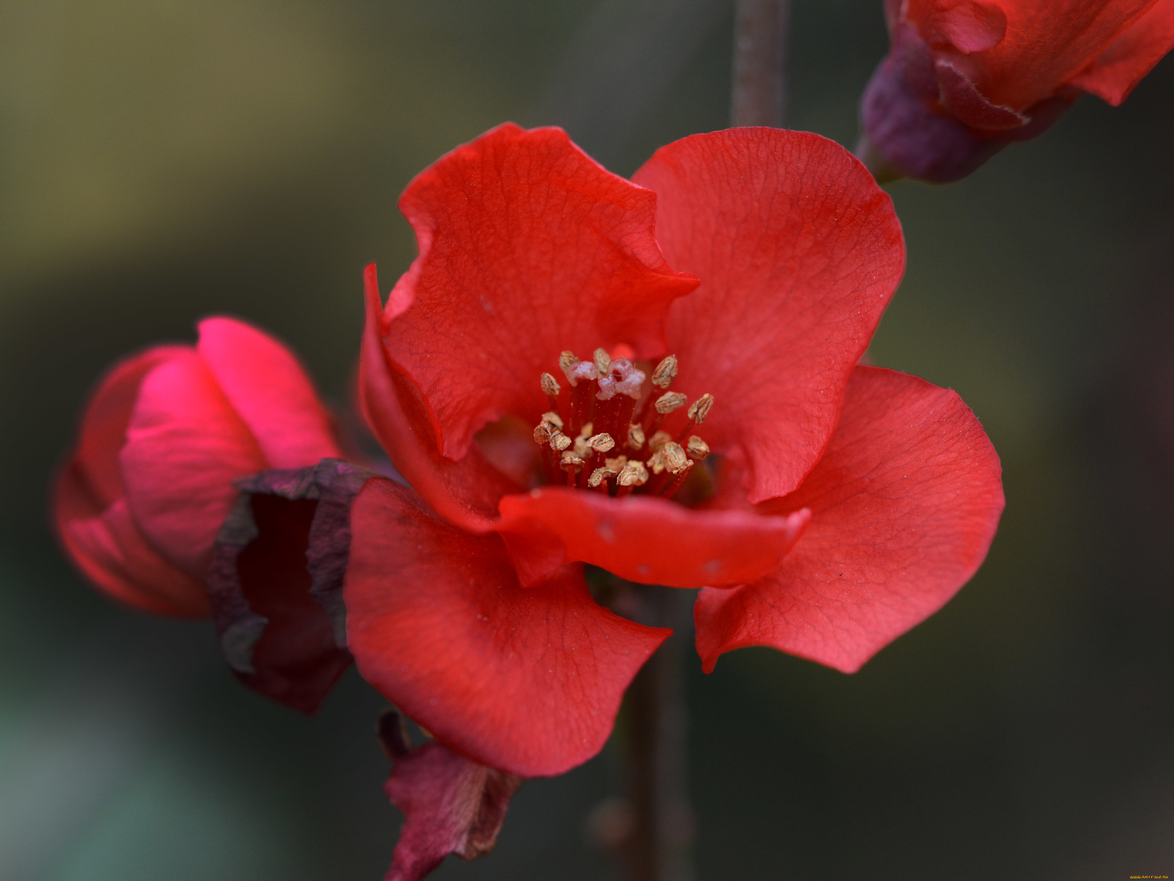 цветы, айва, цветок