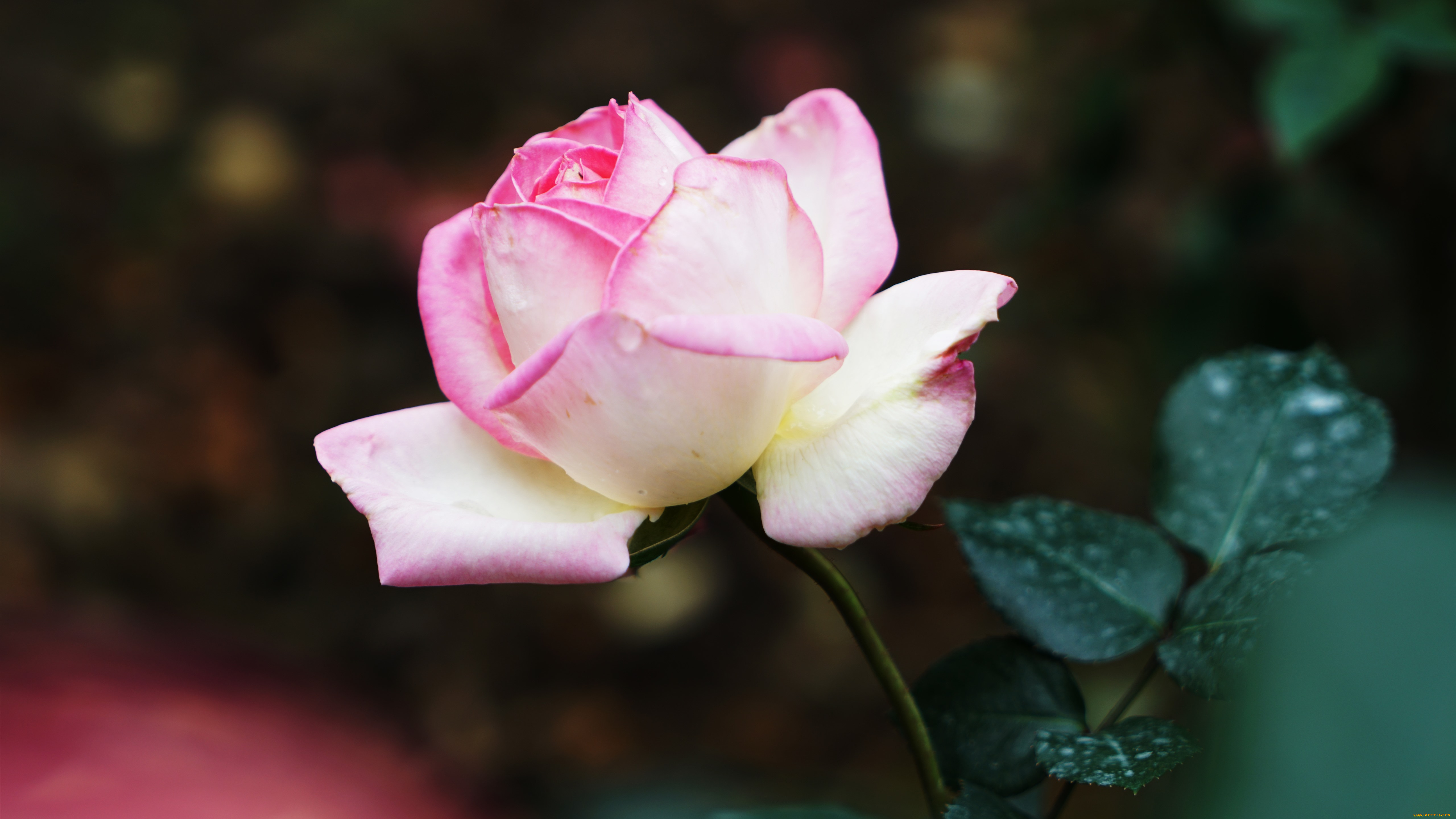 цветы, розы, цветок