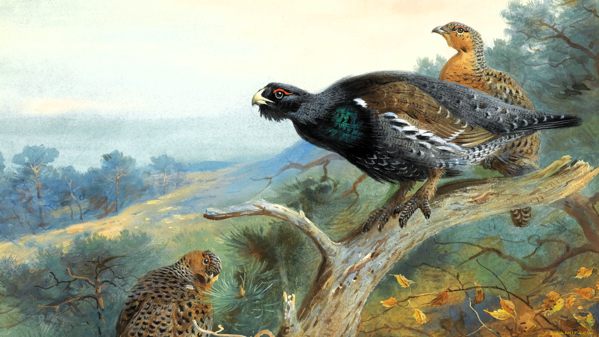 рисованное, archibald, thorburn, тетерева, деревья, лес, поляна