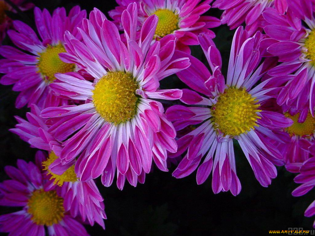 цветы, хризантемы