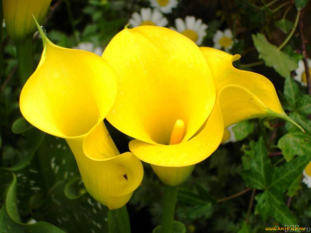 цветы, каллы