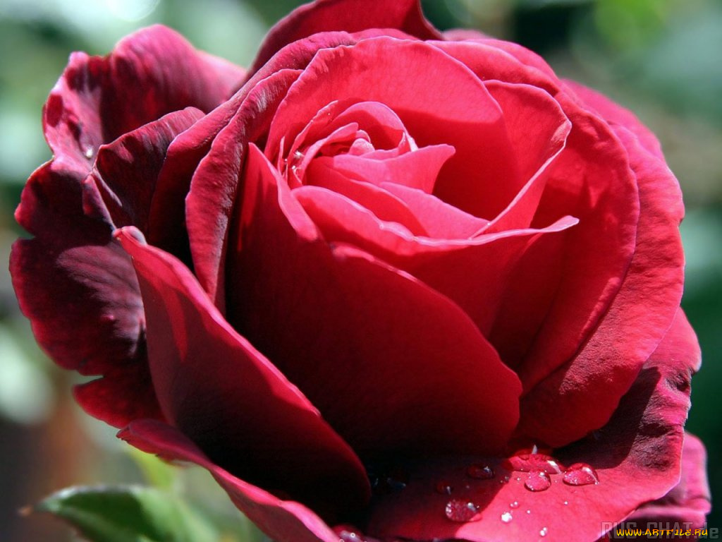 цветы, розы