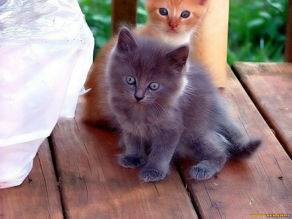 животные, коты